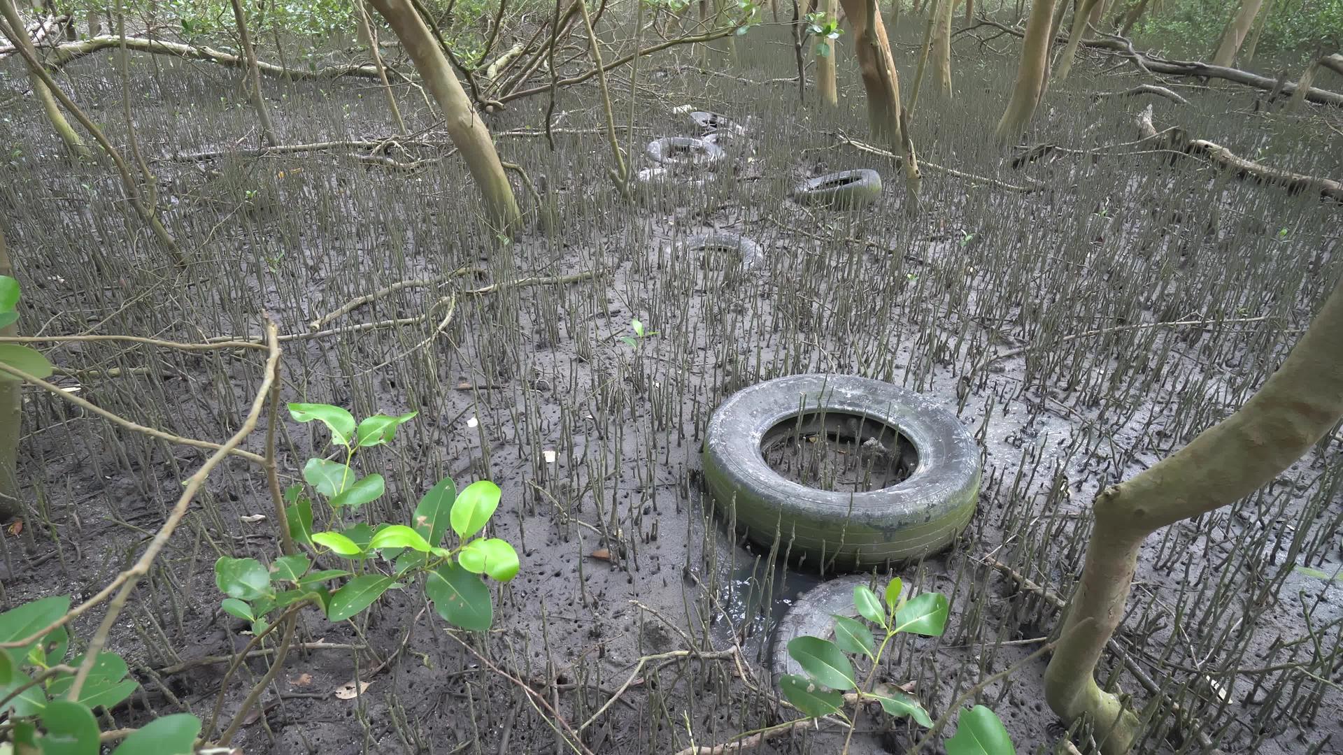 污染的汽车轮胎留在红树上视频的预览图