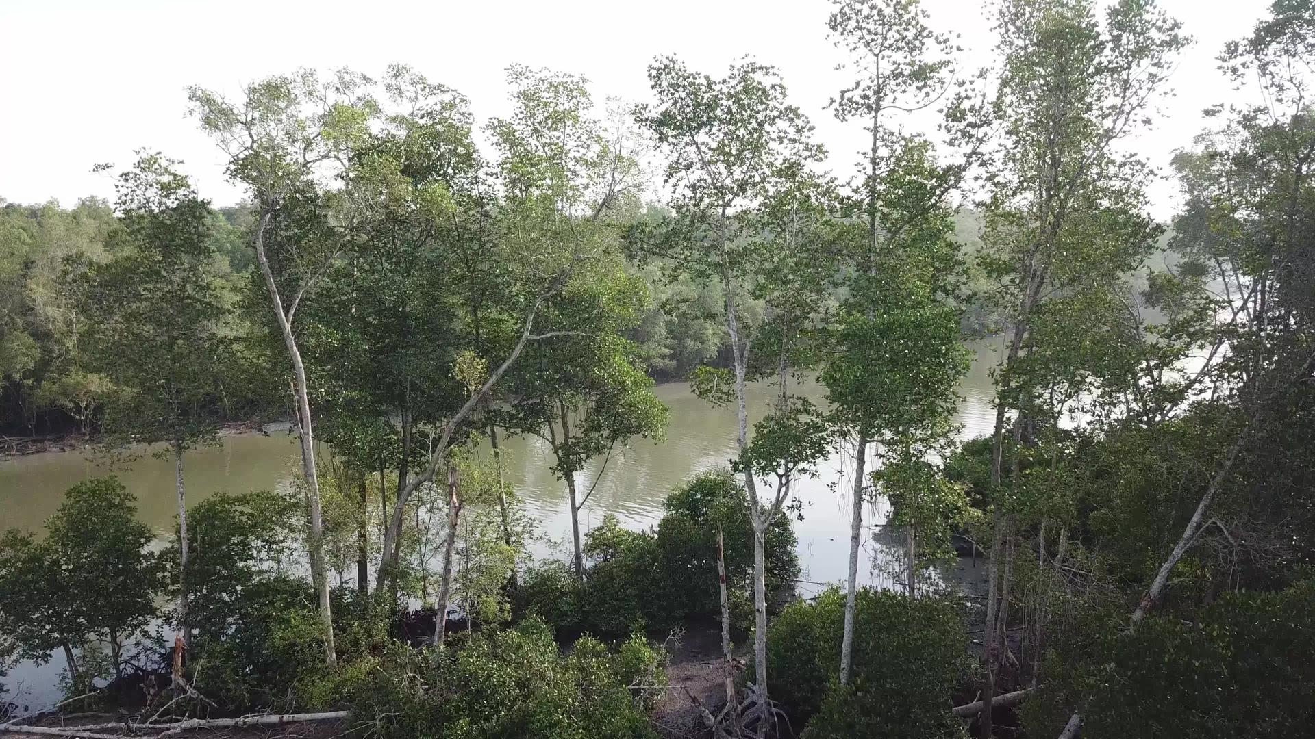 直升红树林视频的预览图