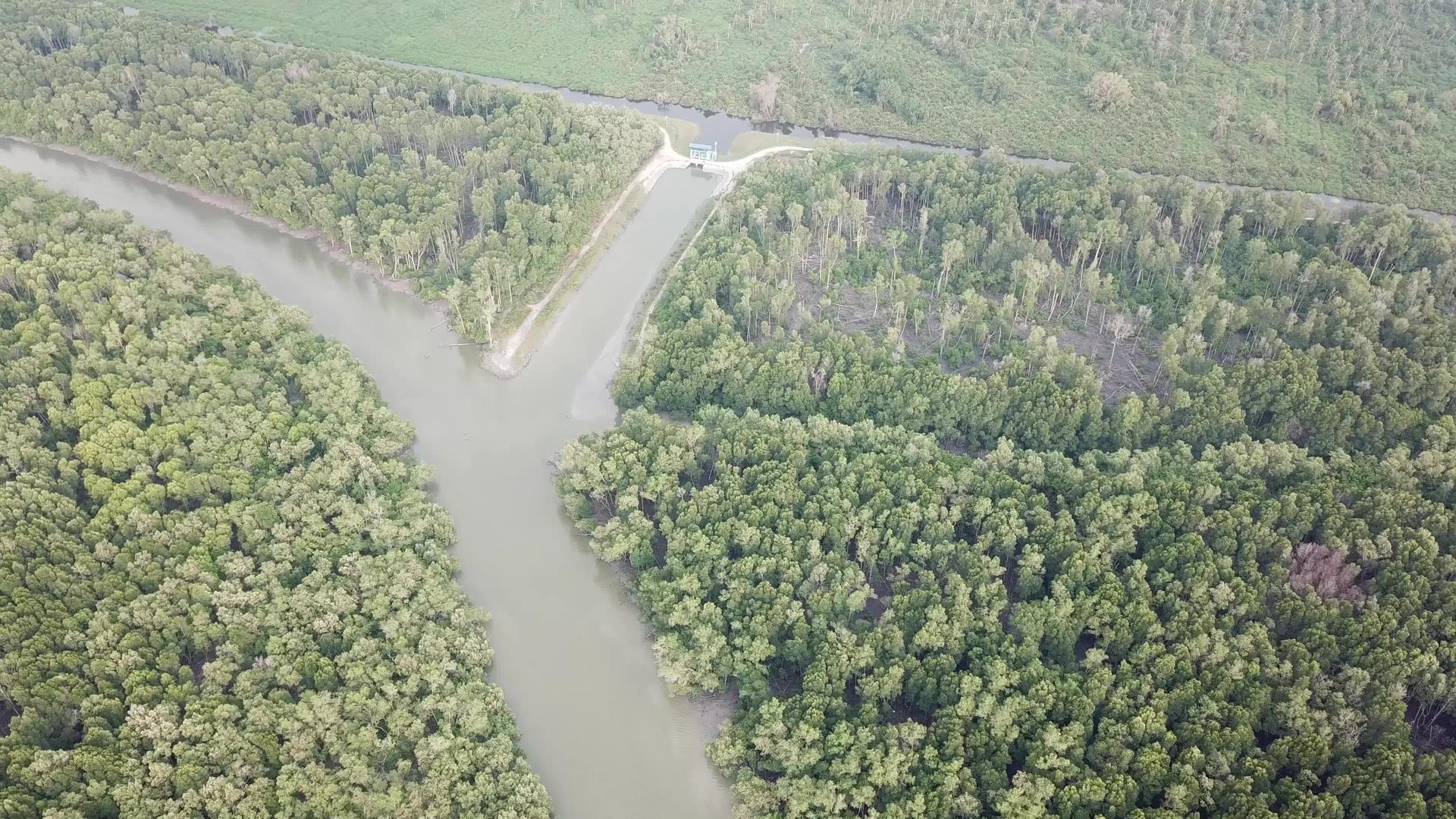 在巴图卡看到红树林和河流视频的预览图
