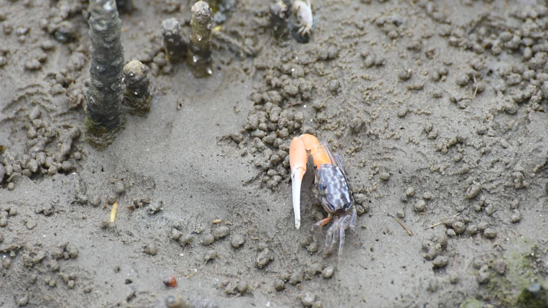 红树林里的蟹沙司麦片视频的预览图