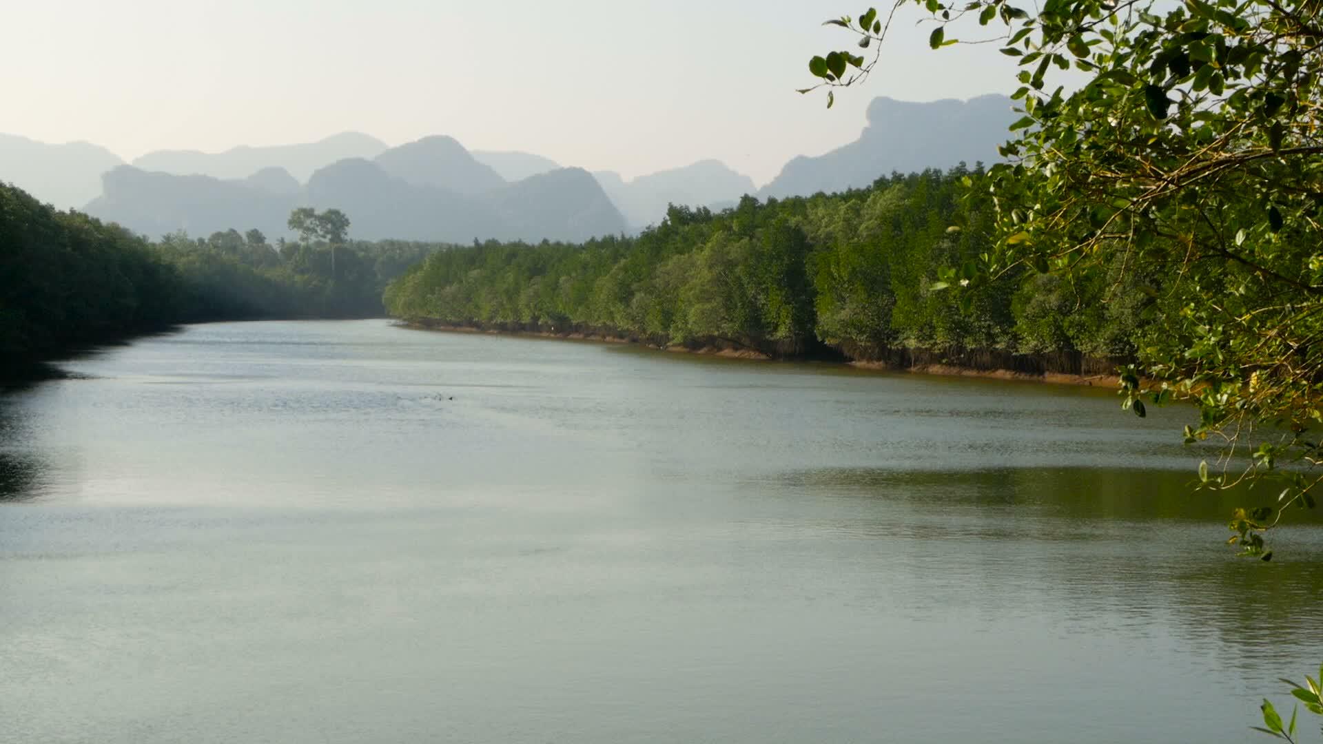 红树林和山对山的河流日落景观视频的预览图