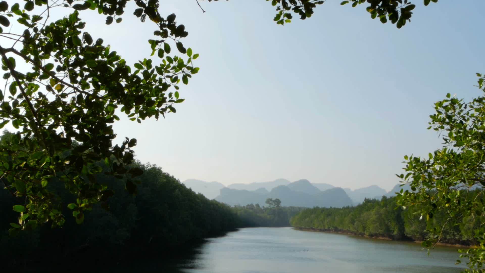 红树林和山对山的河流日落景观视频的预览图