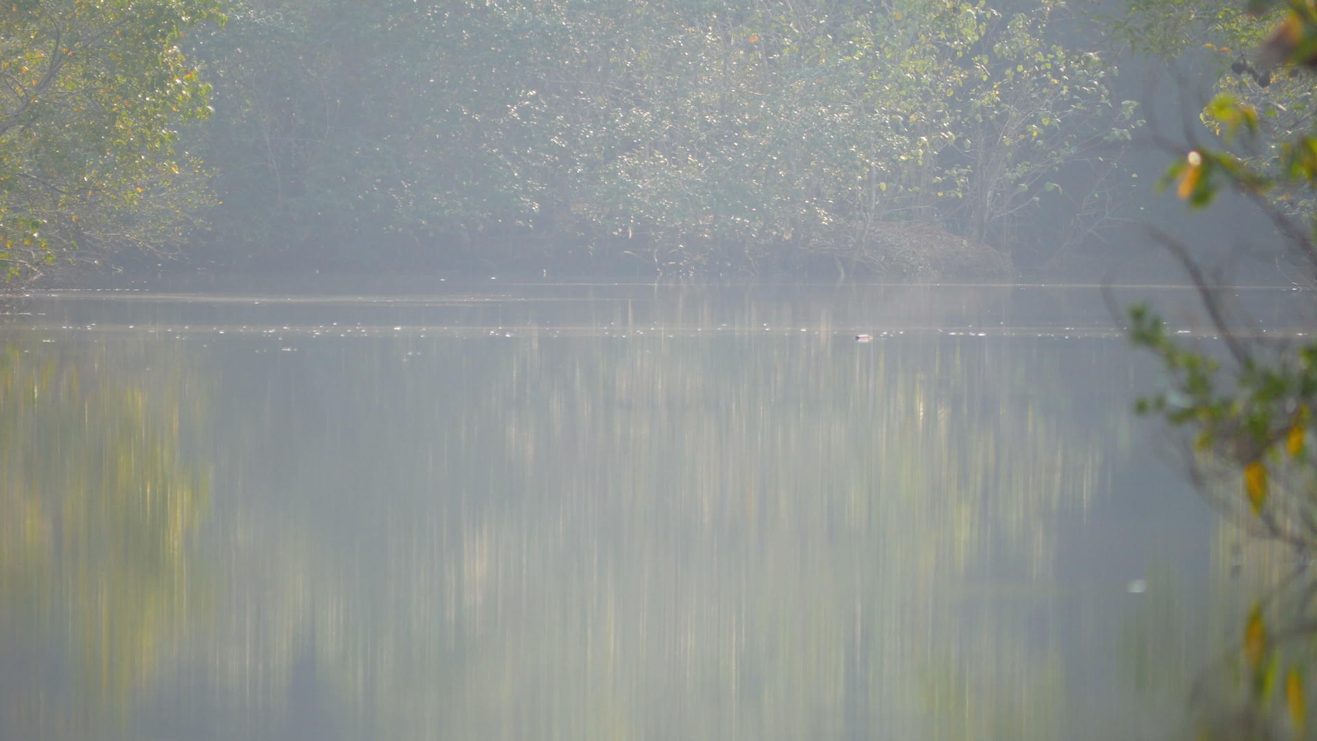 清晨红树林有雾和阳光视频的预览图