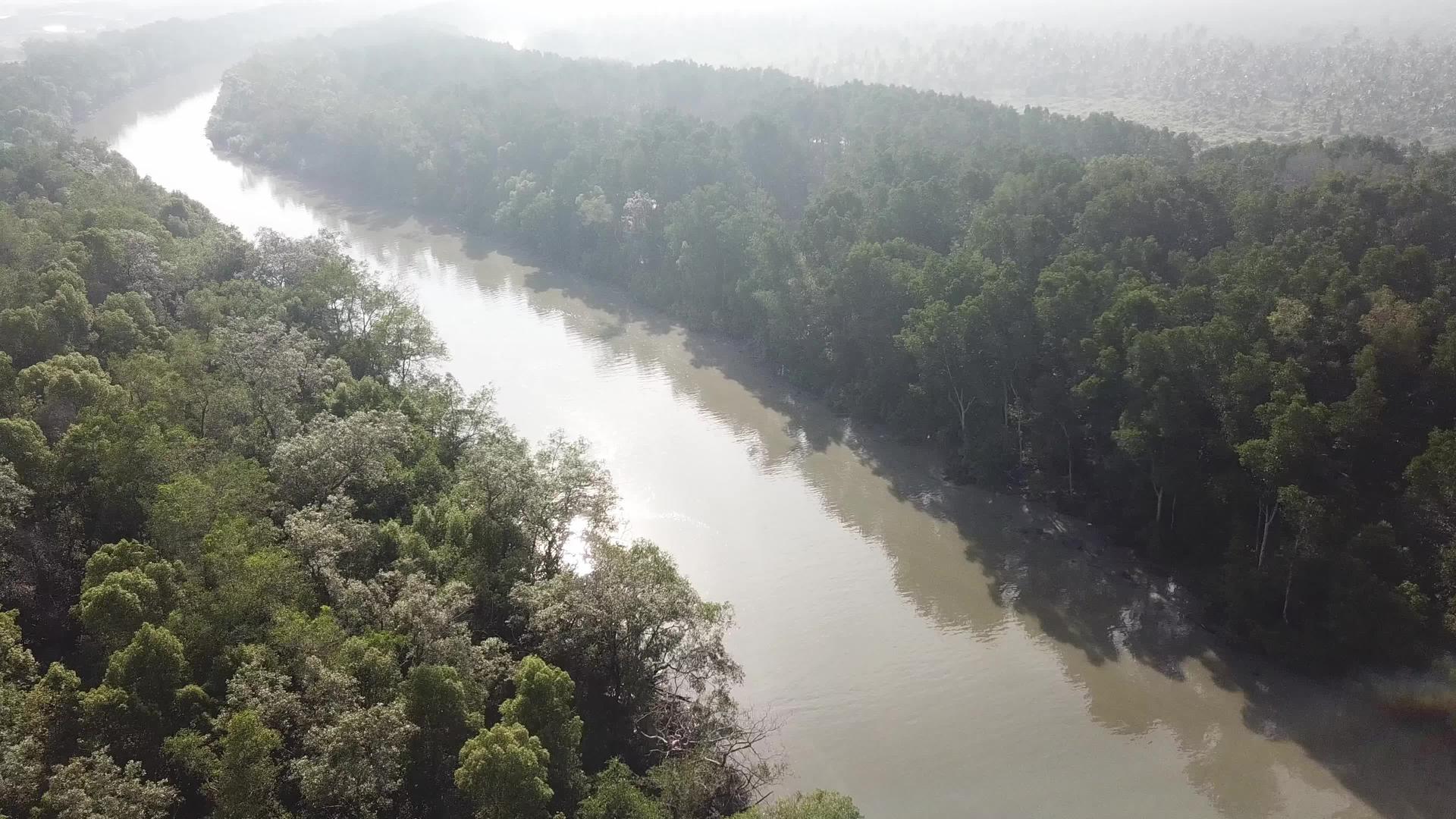 下午在河边的红树林里飞翔视频的预览图