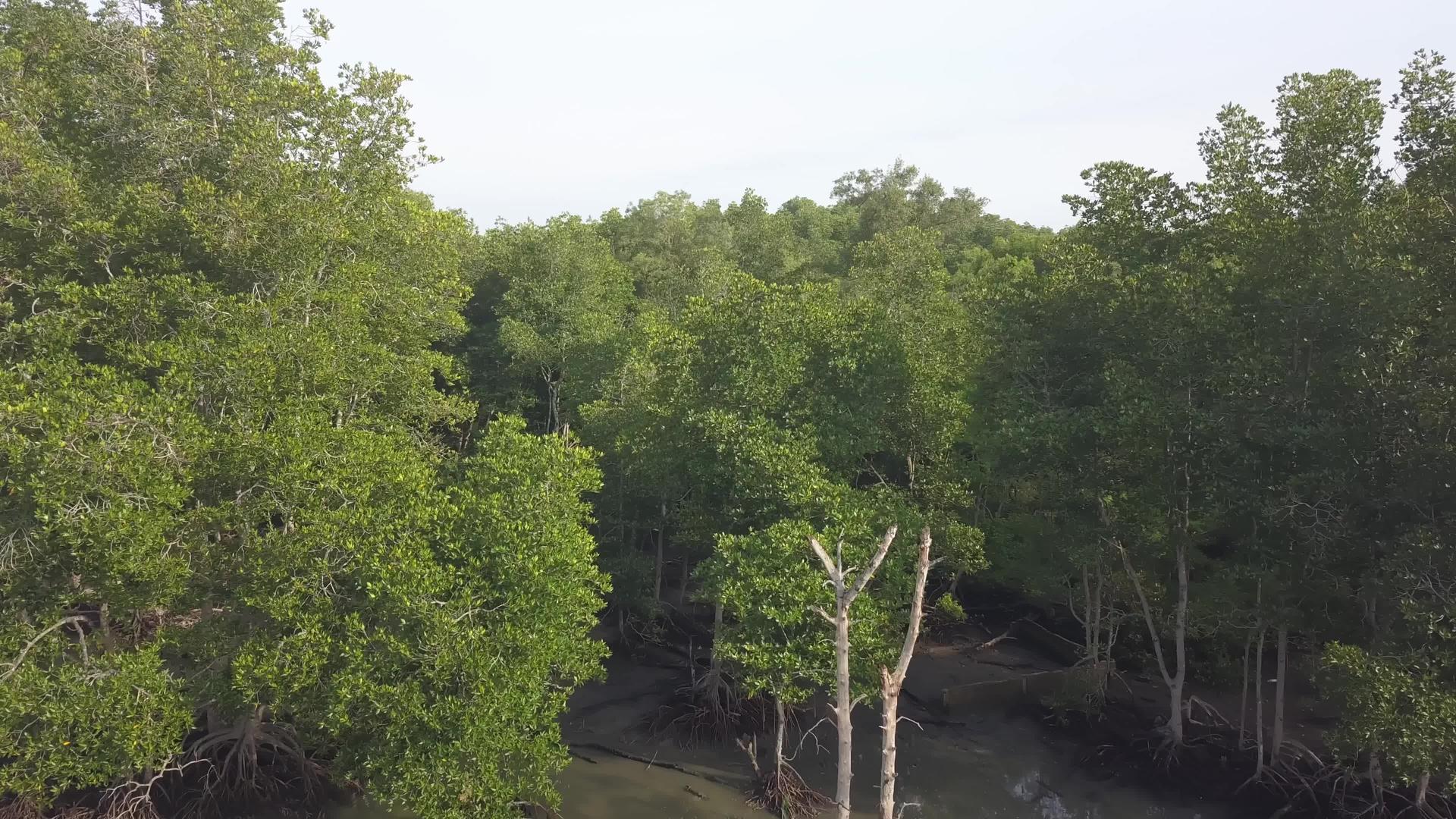 观察空中的绿红树林视频的预览图