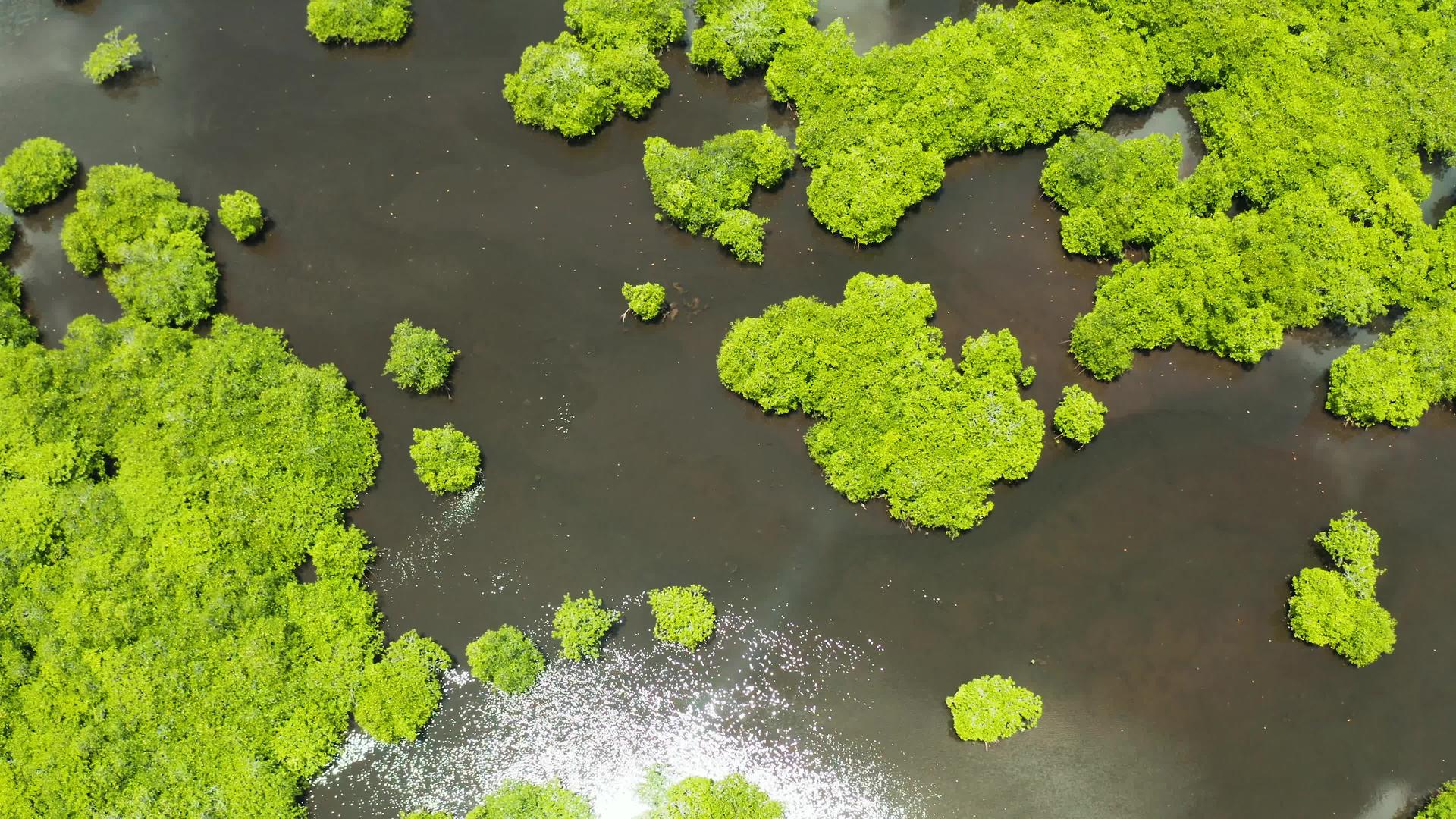 观察红树林和河流的空气视频的预览图