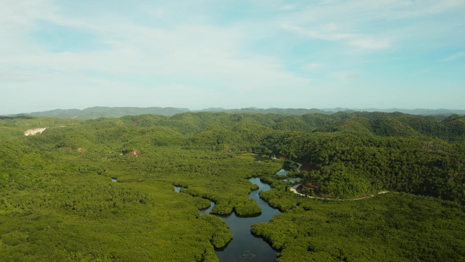 观察红树林和河流的空气视频的预览图