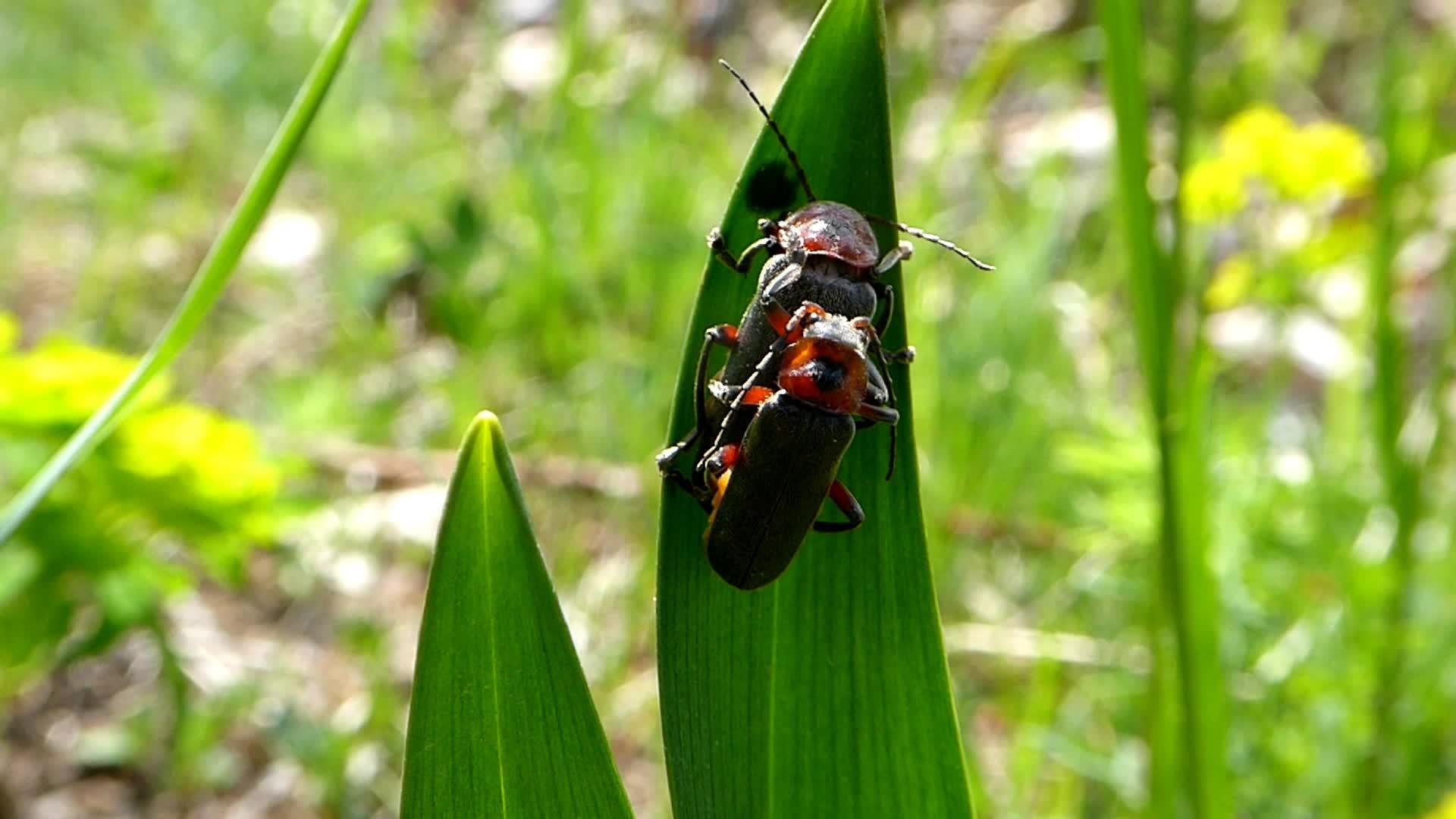 红褐色的长角蜂鸣虫在春天在德国繁殖视频的预览图