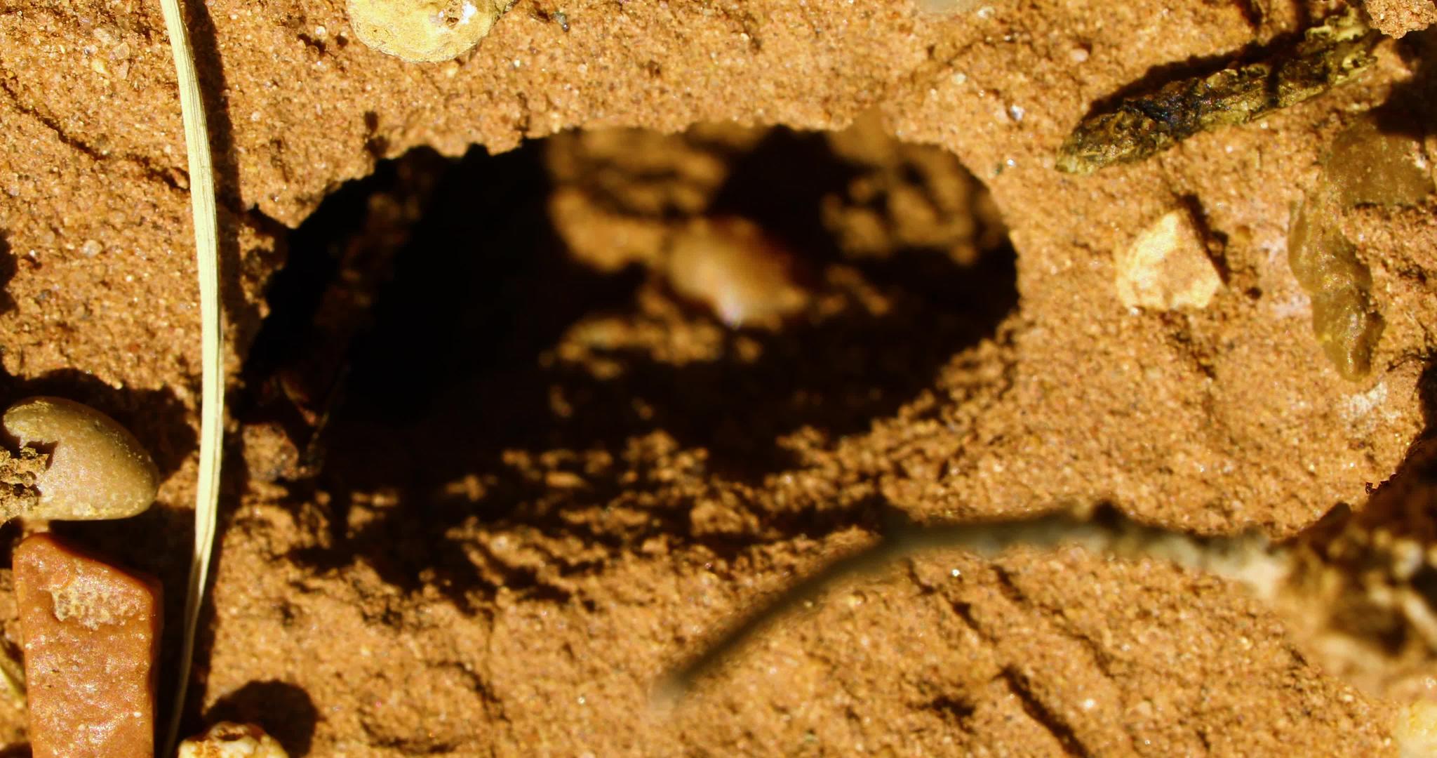 红色采集器蚂蚁pogonomermexBarbatus视频的预览图
