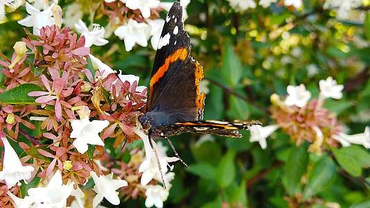 2005年蝴蝶花上挂着撕裂的翅膀视频的预览图