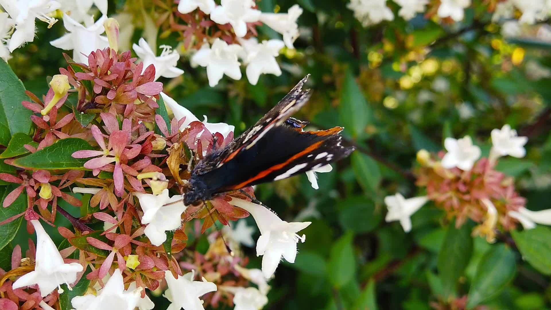 红色的蝴蝶挂在贝利亚的花上有撕裂的翅膀06慢动作视频的预览图