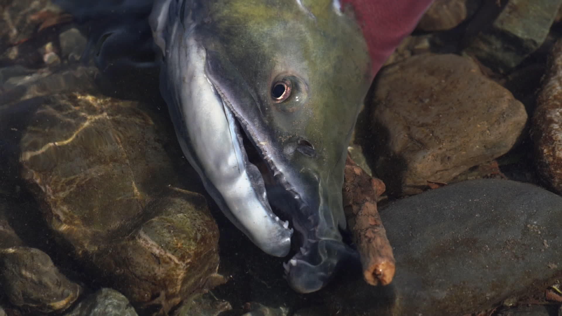 太平洋三文鱼在浅水中游泳呼吸量大产卵时是咸的视频的预览图