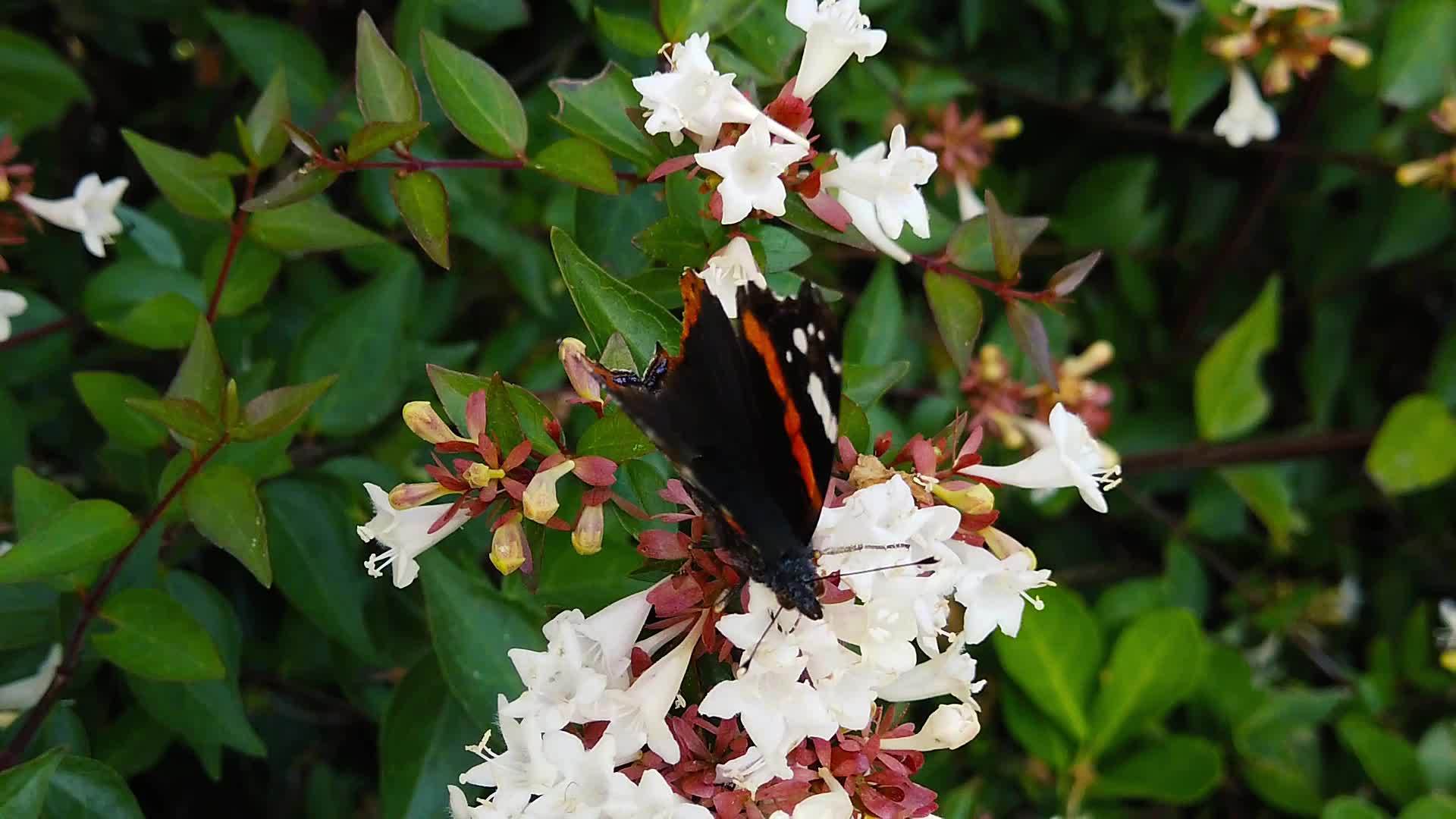 蝴蝶在红色上Abelia花上挂着撕裂的翅膀1视频的预览图