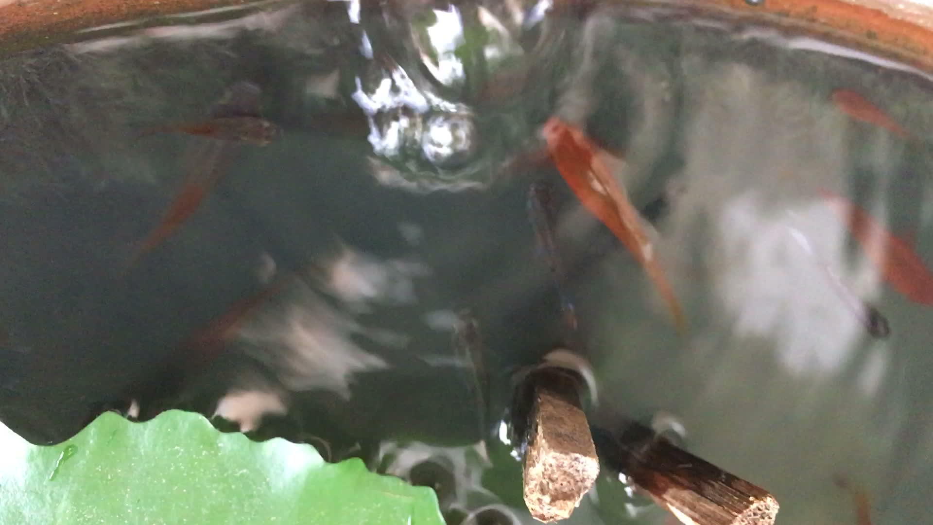 健康的红鱼可以玩气泡水视频的预览图