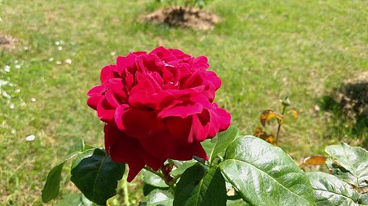 在阳光明媚的一天美丽的红花玫瑰视频的预览图