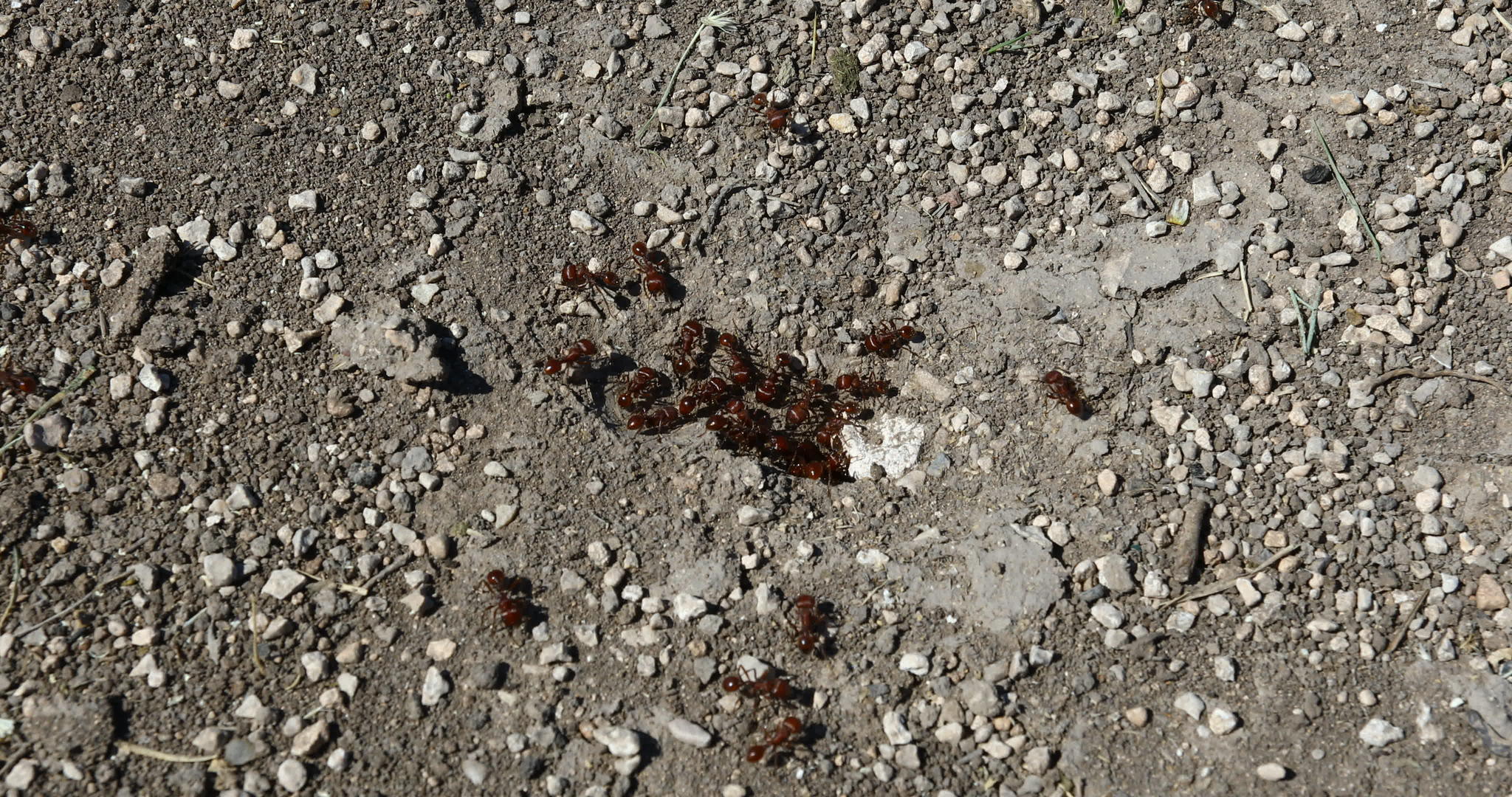 红色采集器蚂蚁pogonomermexBarbatus视频的预览图
