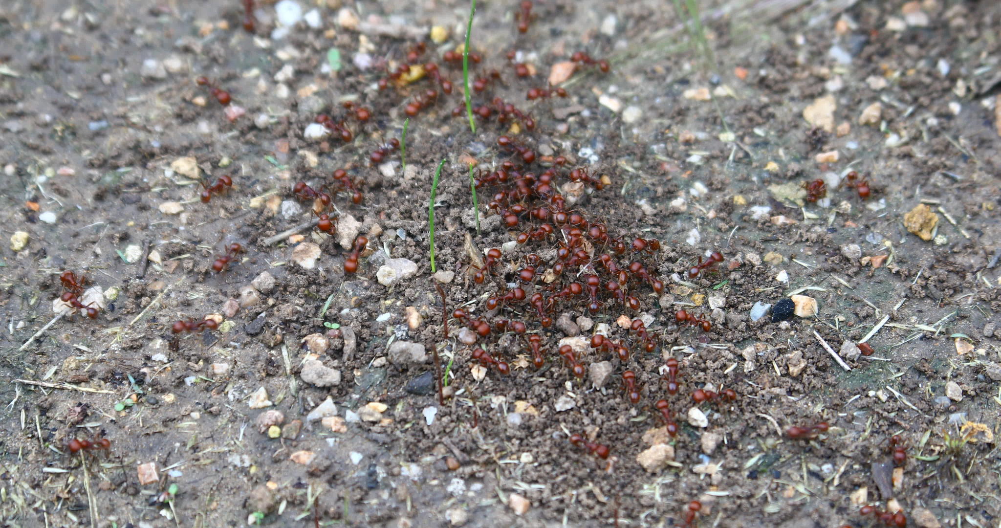 红色收割机蚂蚁PogonomermexBarbabatus视频的预览图