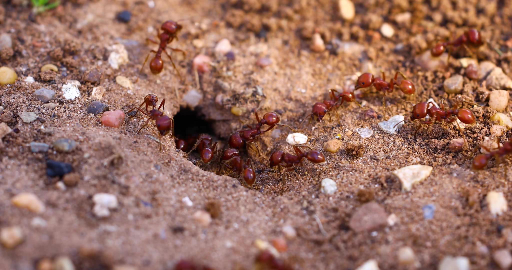 进入巢穴的红色收获蚂蚁视频的预览图