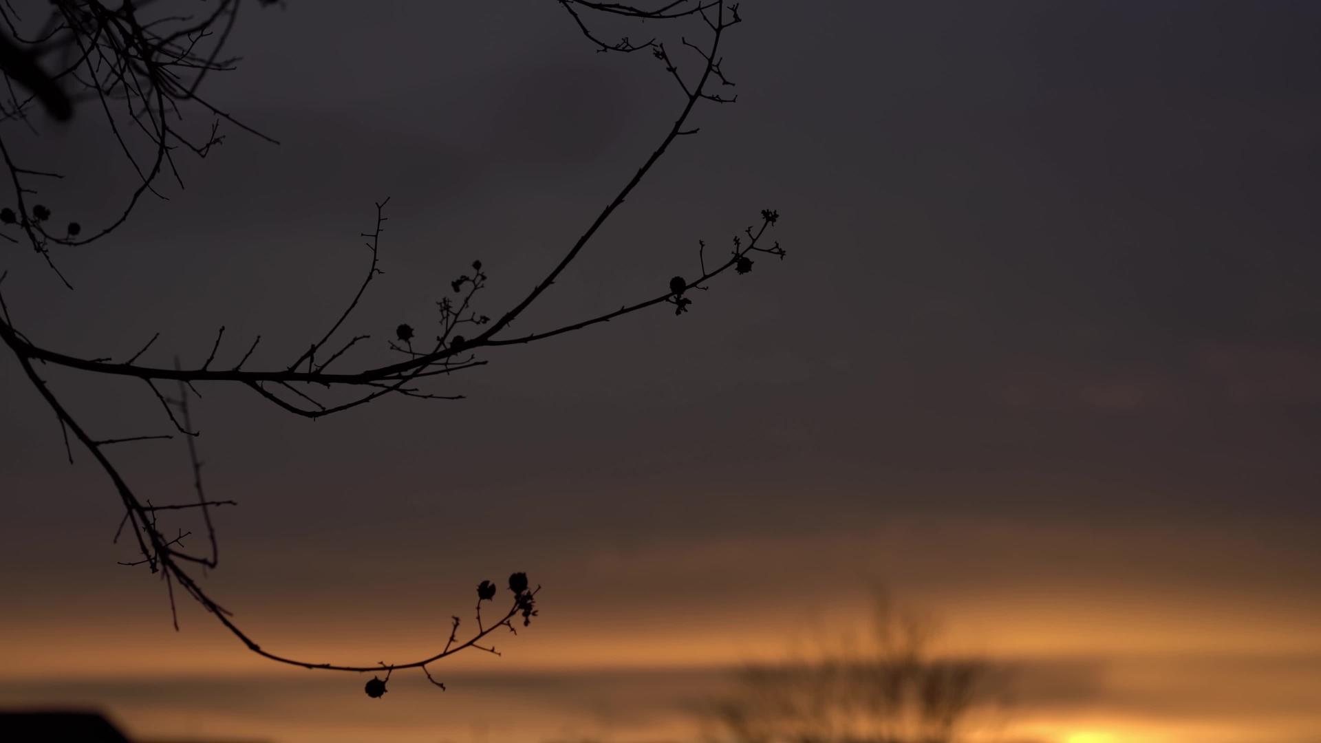 红色日落的树枝视频的预览图