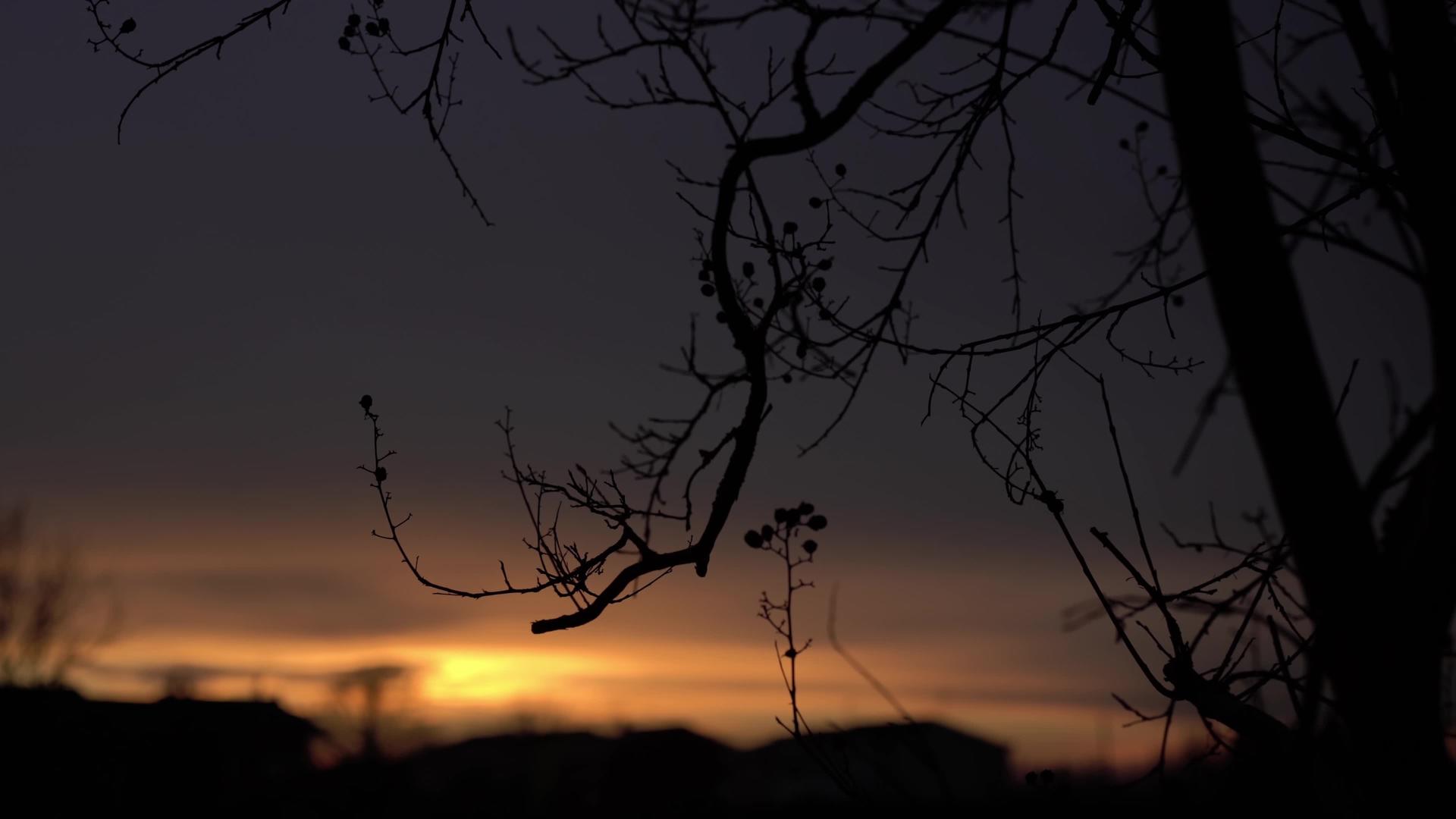 红色日落的树枝视频的预览图