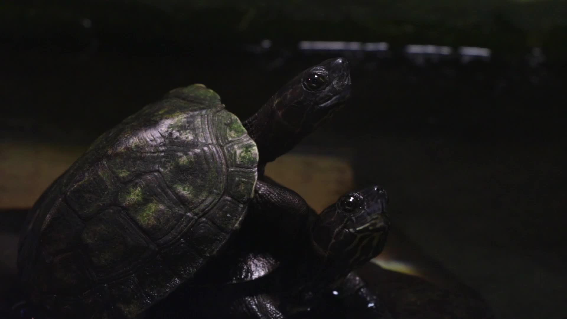 小黑龟坐在彼此近距离接触的顶端视频的预览图