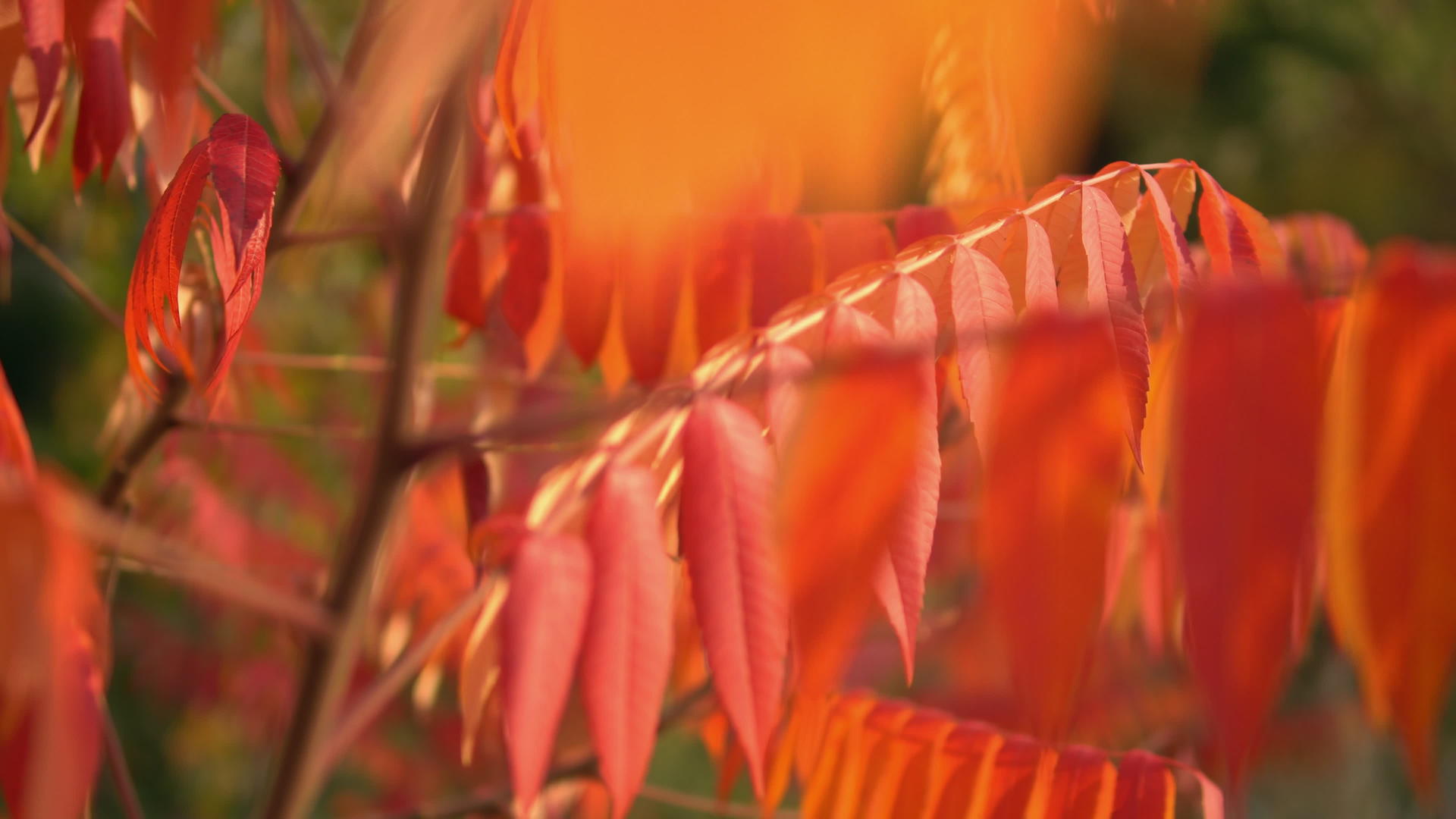 美丽的秋天自然视频的预览图