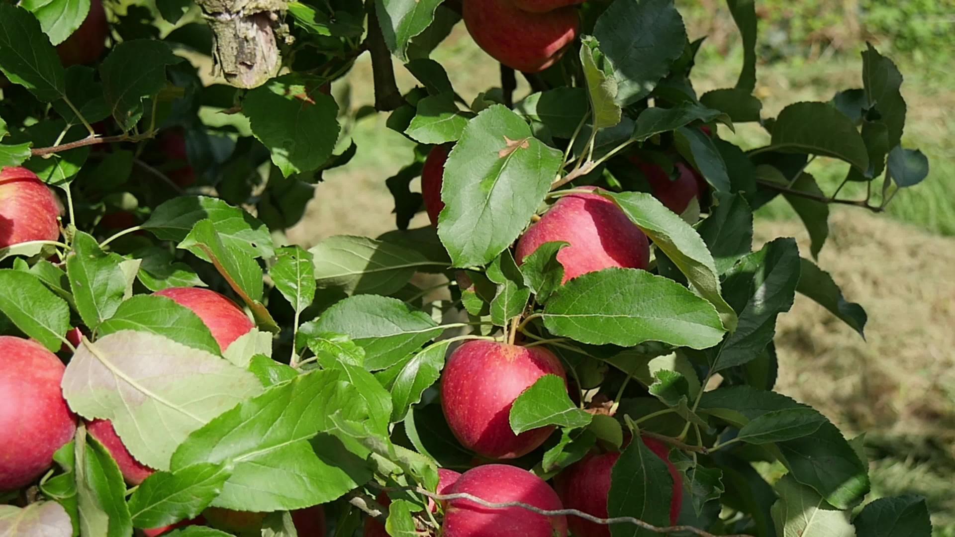 美丽的红苹果在树上视频的预览图