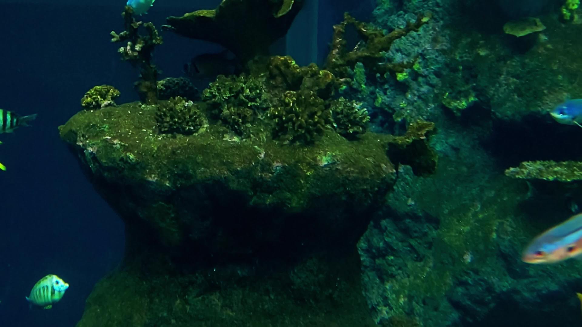 美丽多彩的鱼在大型水族馆里游泳视频的预览图