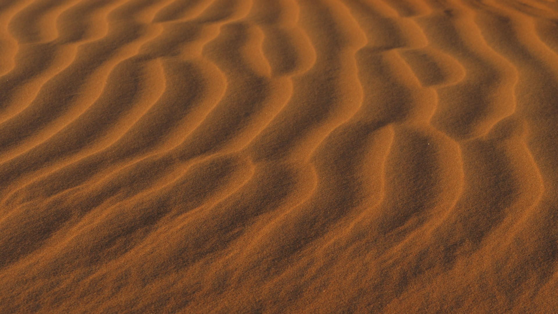沙漠中的红色沙沙视频的预览图