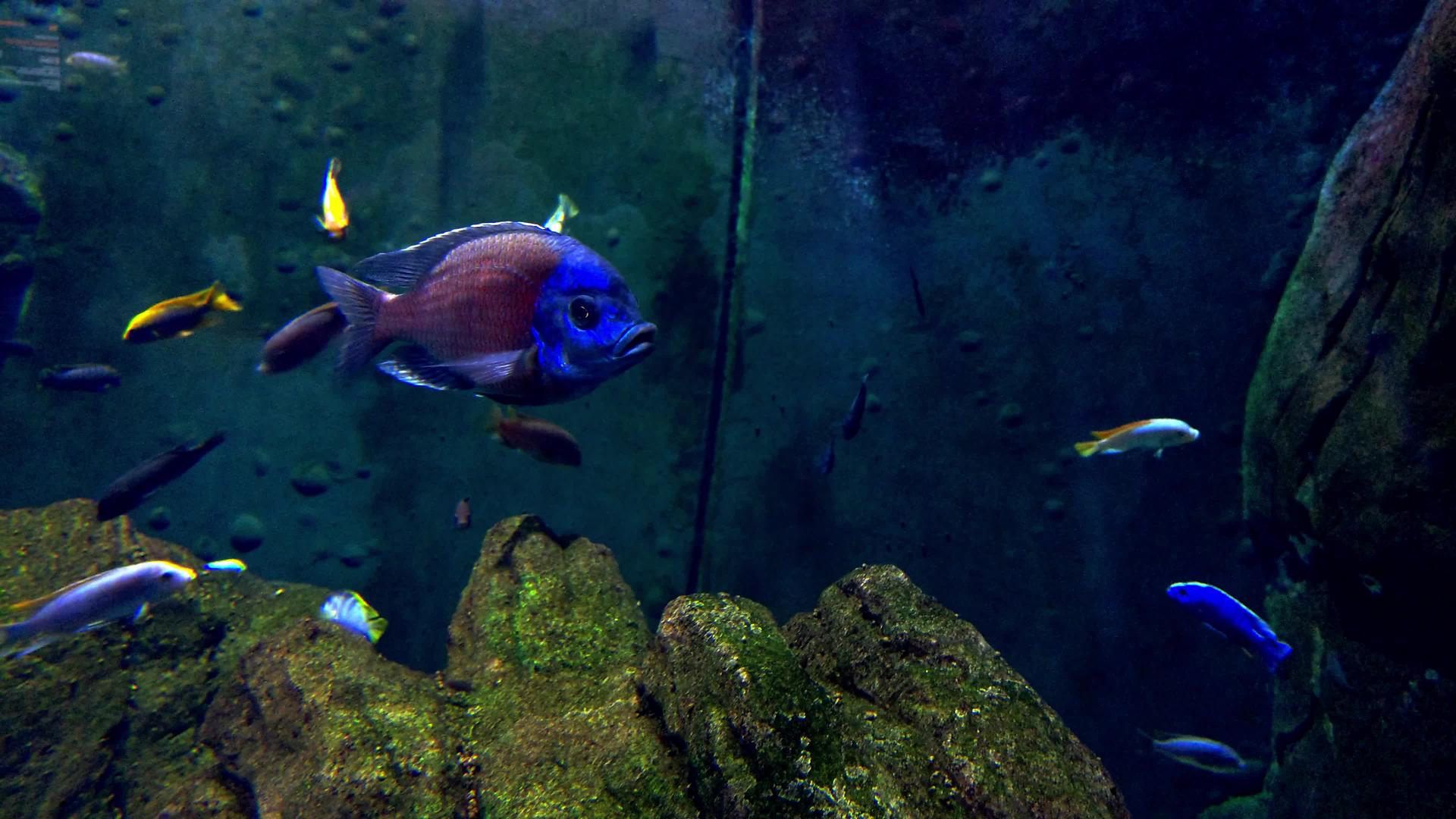 美丽多彩的鱼在大型水族馆里游泳视频的预览图
