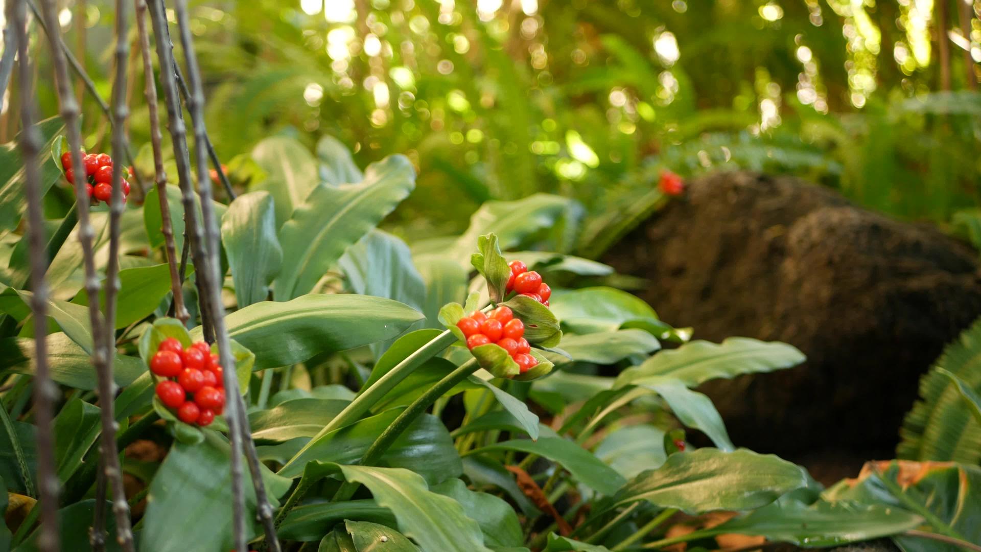 红色浆果在美国加利福尼亚州森林中的异国情调热带丛林视频的预览图
