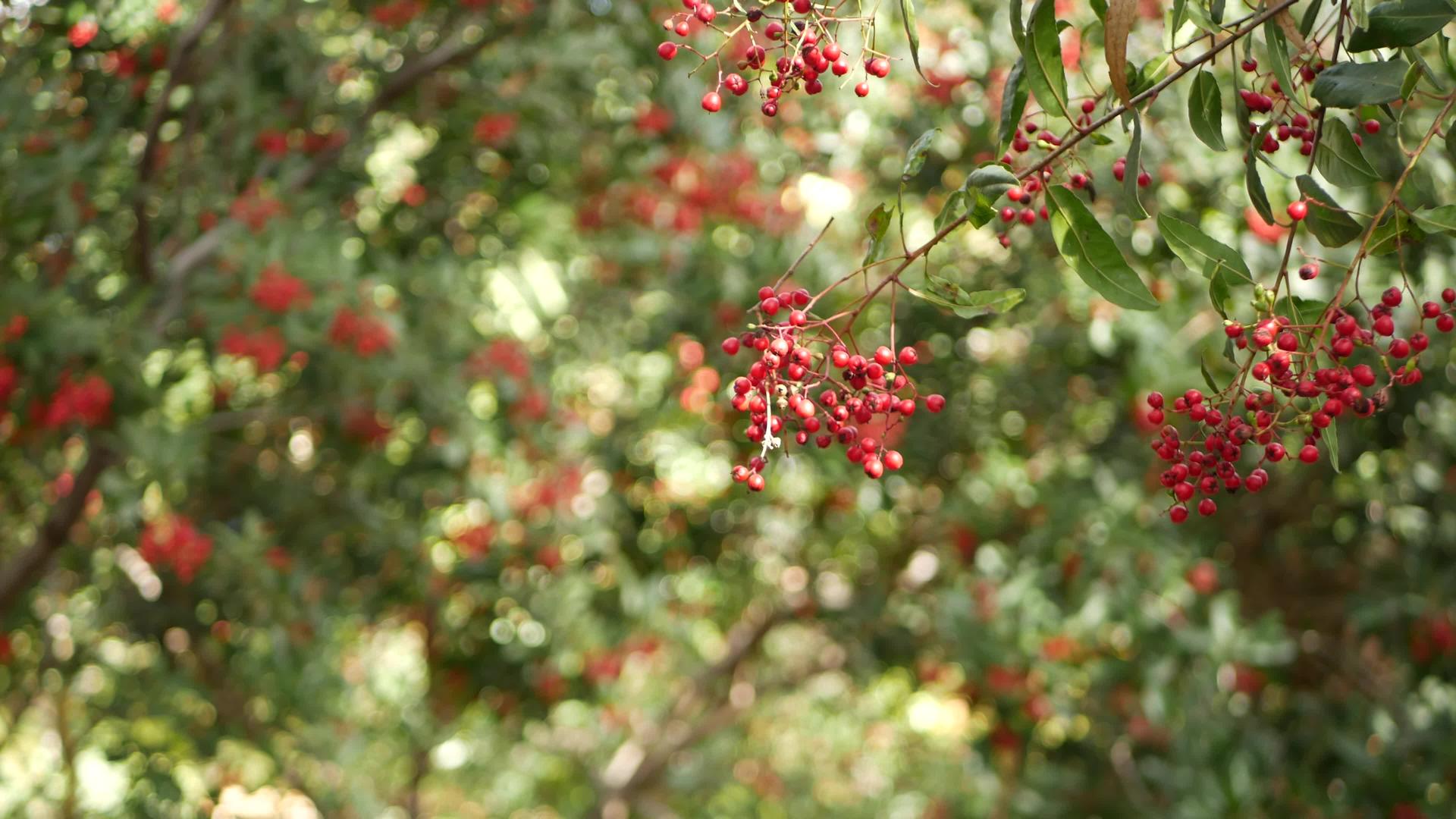 美国加州园艺自然大气植物树上的红色浆果视频的预览图