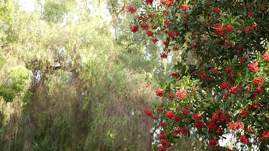美国加州园艺自然大气植物树上的红色浆果视频的预览图