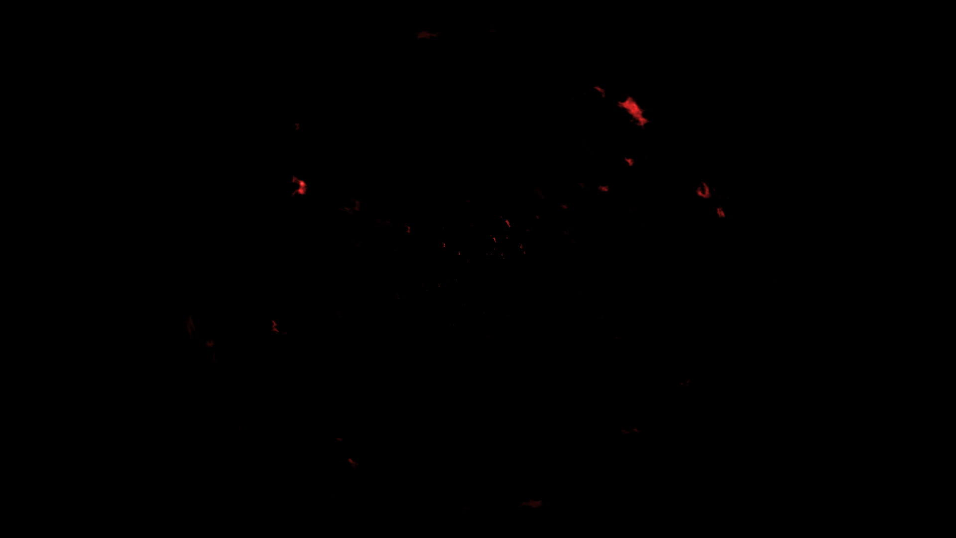 黑色背景上的动态红色冲击波或霓虹火波动画视频的预览图