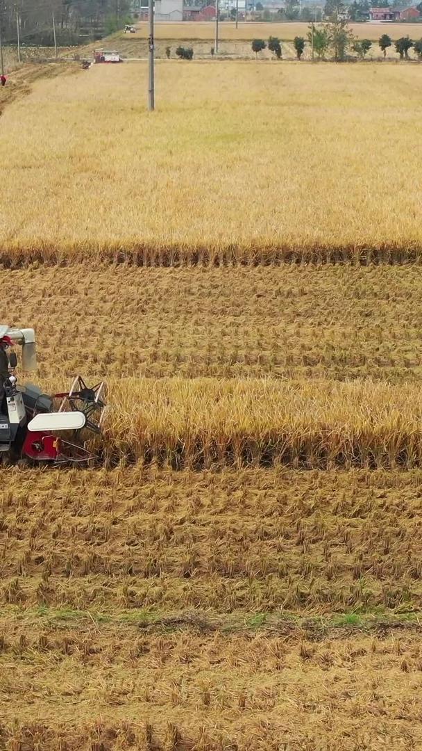 秋天金黄的稻田和忙碌的收割机视频的预览图