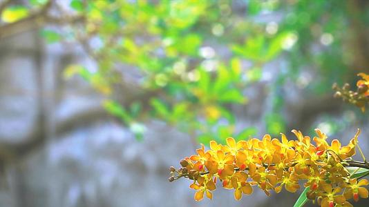 蜂蜜金兰花开花黄绿色的叶子和模糊的瀑布背景视频的预览图
