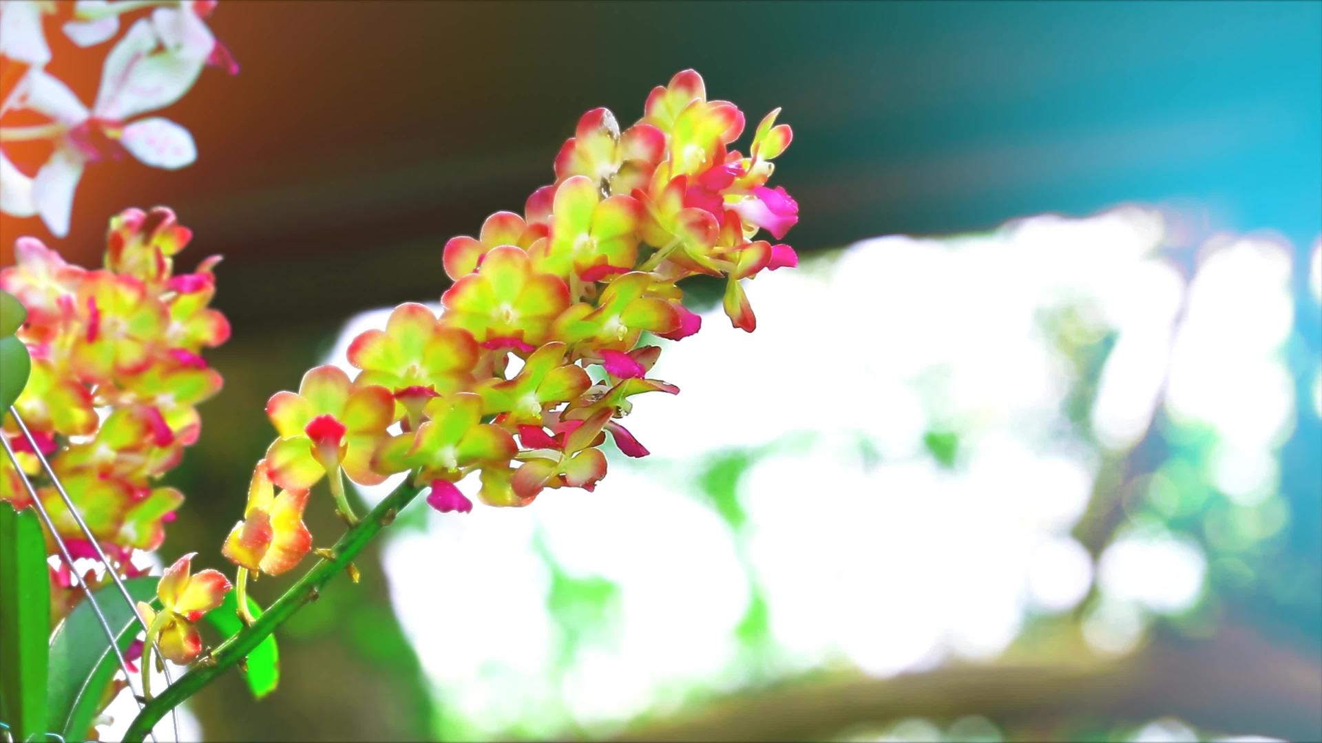 黄黄兰花开花绿叶和模糊的蓝底视频的预览图