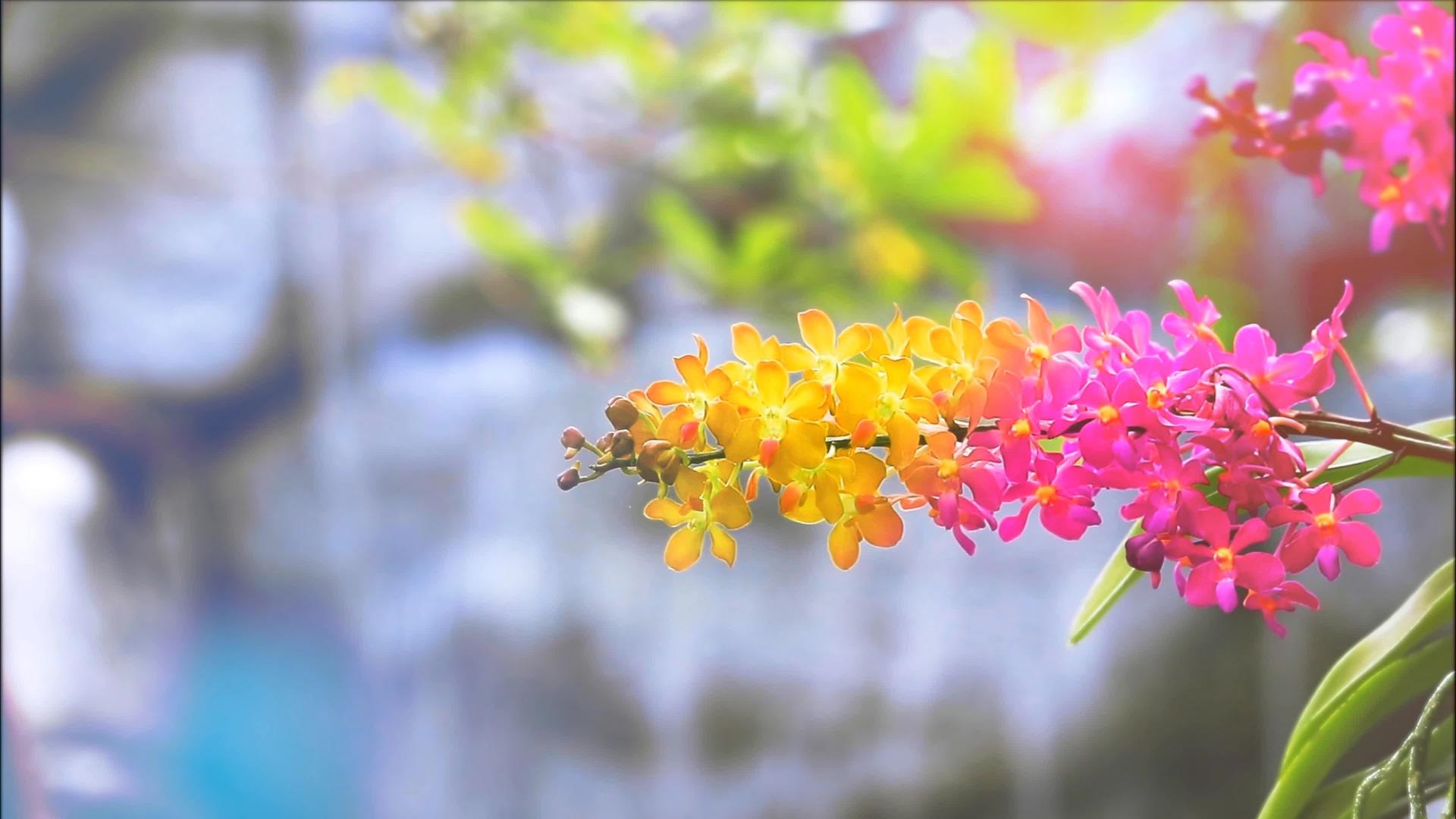 黄色、橙色和黄色的兰花开花黄绿色的叶子和模糊的蓝色瀑布背景包括黄绿色的叶子和模糊的蓝色瀑布视频的预览图