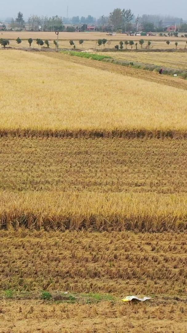 秋天金黄的稻田和忙碌的收割机视频的预览图