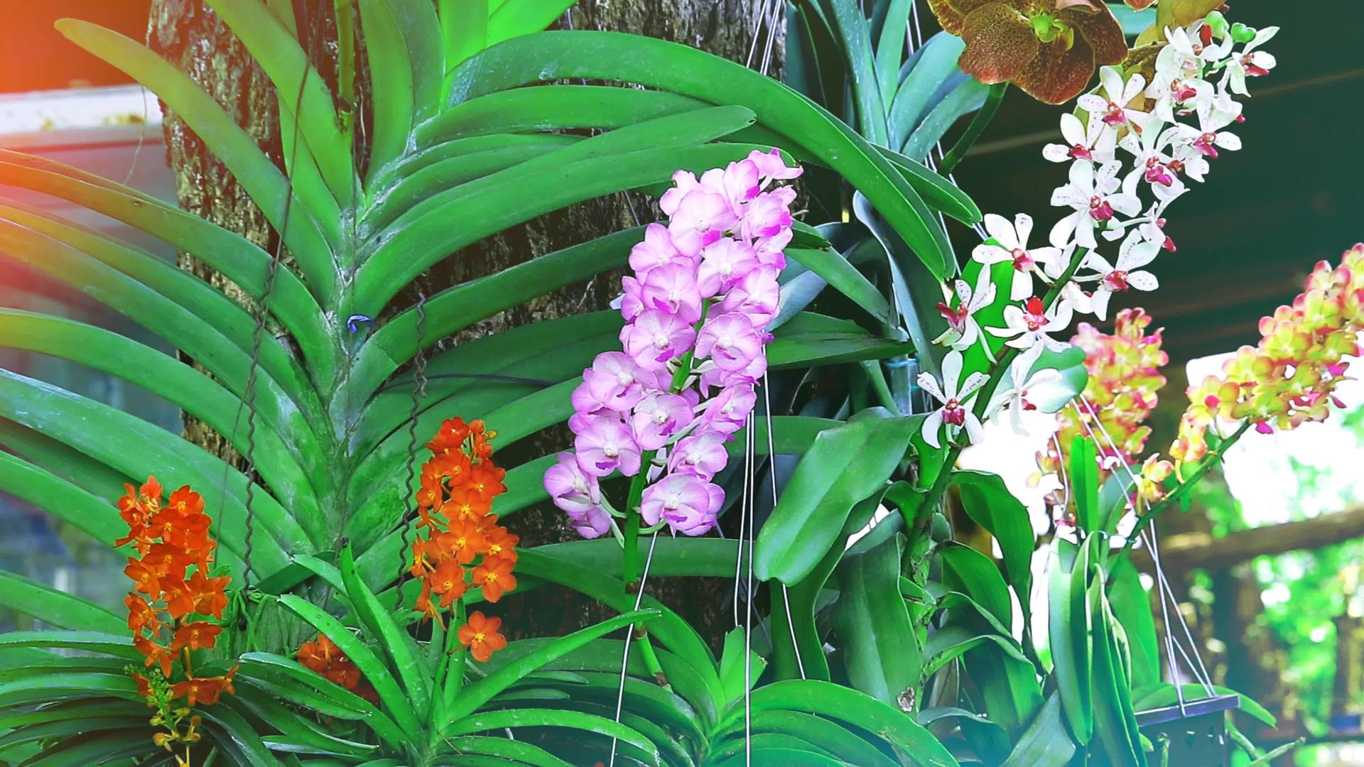 粉红色的白色兰花开花绿叶和模糊的蓝色背景视频的预览图