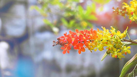 红色、橙色和黄色的兰花开花黄绿色的叶子和模糊的蓝色瀑布背景视频的预览图