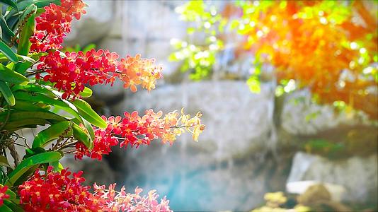 夏天蜜红色的兰花开花黄绿色的叶子和模糊的瀑布背景视频的预览图