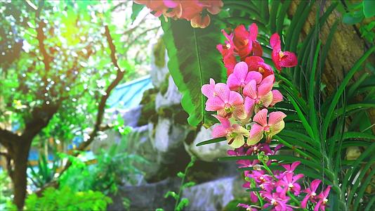 粉色兰花开花绿叶背景模糊下午阳光灿烂视频的预览图