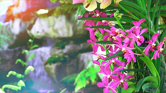 粉色兰花开花绿叶和模糊的蓝色瀑布背景视频的预览图