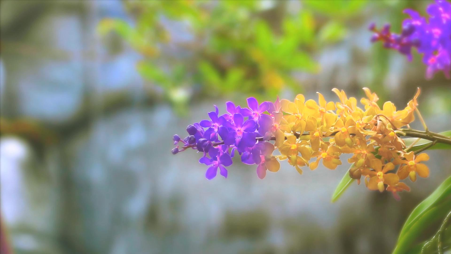 紫色兰花开花变成黄色的绿叶和模糊的蓝色瀑布背景视频的预览图