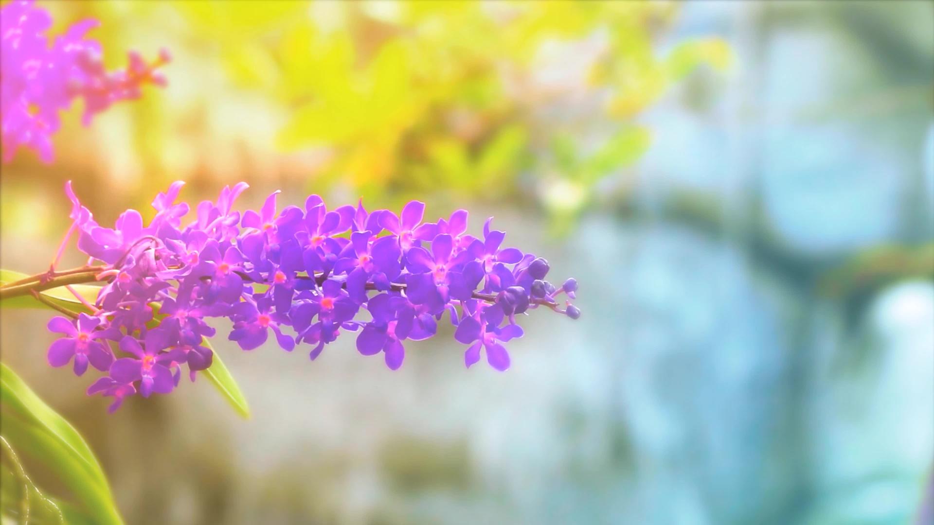 紫罗兰花在夏天开花黄绿色的叶子和模糊的蓝色瀑布视频的预览图