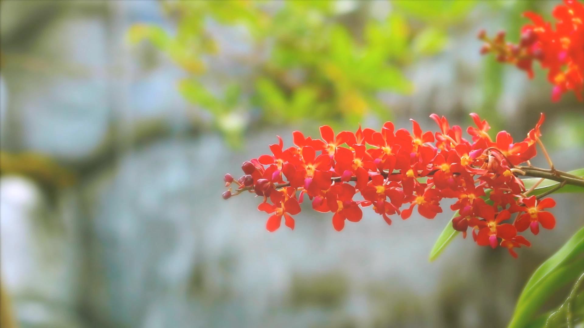 红色兰花开花黄绿色的叶子和模糊的蓝色瀑布背景视频的预览图