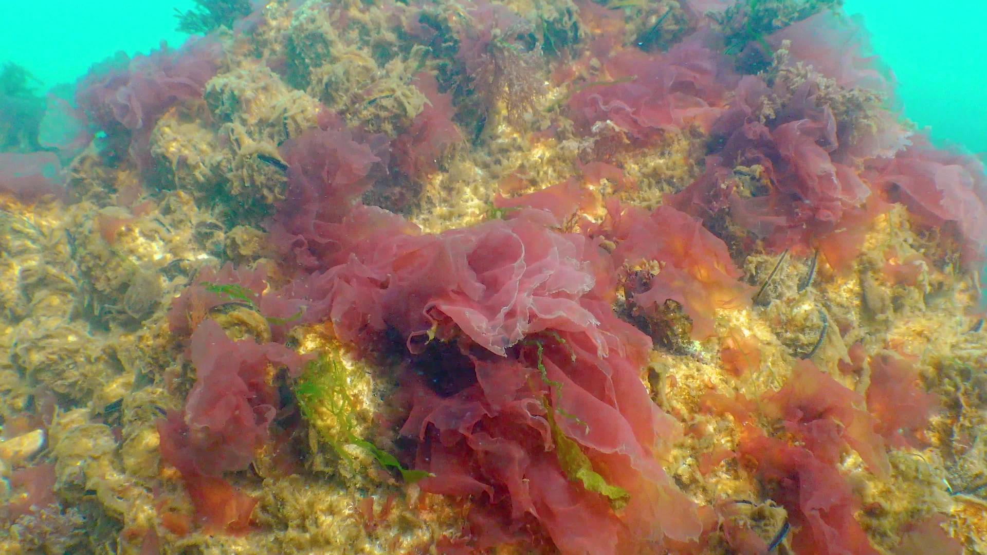 红藻在黑海岩石上porphiraLeucostacticta视频的预览图
