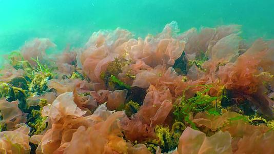 红藻在黑海岩石上porphiraLeucostacticta视频的预览图