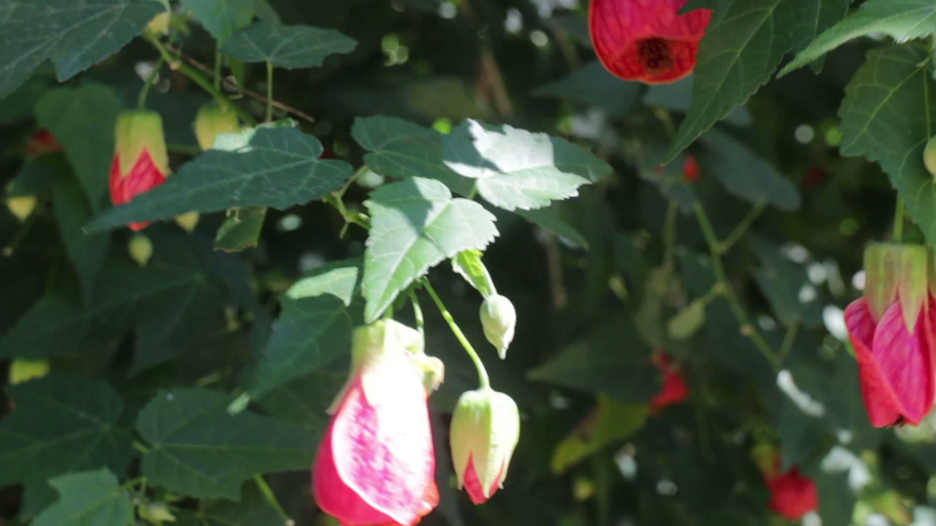花园里的红花视频的预览图